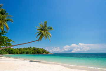 Tropical beach landscape with palm trees on Bintan island, Indonesia