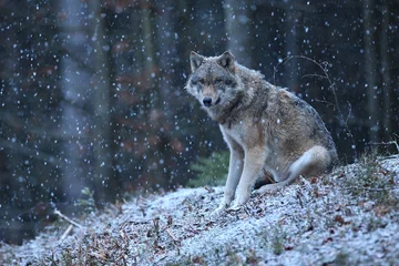 Deurstickers Eurasian wolf in the winter snow fall © photocech