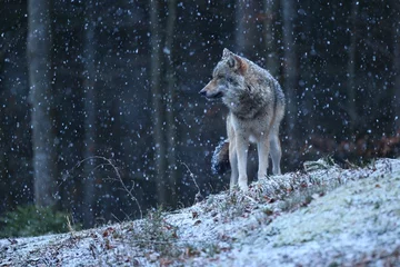 Wandcirkels aluminium Eurasian wolf in the winter snow fall © photocech