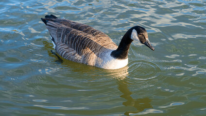 Canadia Goose Geese in Lake Low Level Eye line water line view marco close up