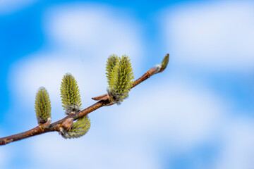 spring buds of willow