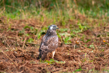 a buzzard on the hunt