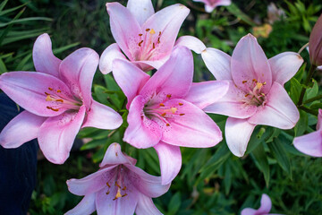 Blooming lilies in the garden. Natural background from flowers. Delicate flower. close up.