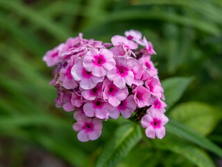 Closeup of a cluster of pretty pink Phlox paniculata flowers in a garden