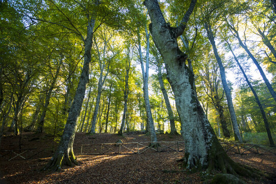 Beech Tree Soriano in The Cimino in Viterbo. The woods in autumn. Colors and a beautiful landscape
