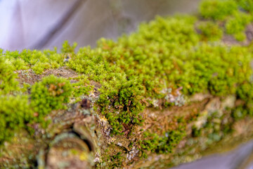 Lichens and mosses on a trunk