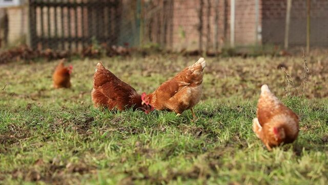 Free range organic chickens poultry in a country farm on a winter morning, germany