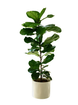 Green leaves tropical houseplant fiddle-leaf fig tree (Ficus lyrata) in small ceramic pot, ornamental tree isolated on white background, clipping path included.