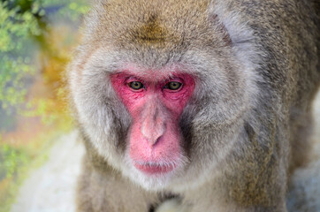 DAs rote Gesicht eines Affen als Nahaufnahme