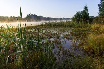 Sunrise over a swamp with fog and reeds. Sunny summer morning.