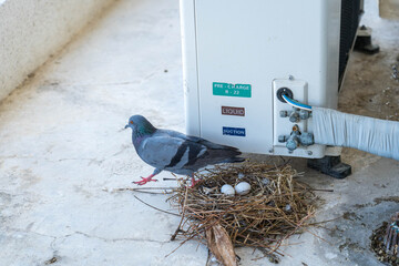 The mother pigeons are incubating the eggs, providing warmth, waiting for the baby to hatch in the...