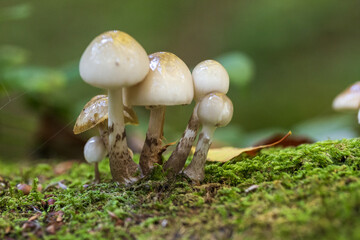mushrooms in the woods in autumn. Colors of a beautiful nature and landscape