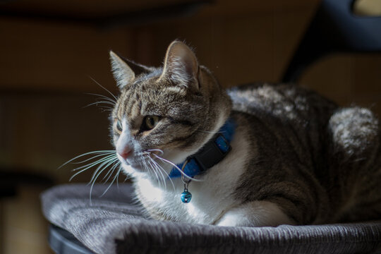 Cat with a rattle collar lying on a chair, while the sunlight shines on it. that he enters through the window in a country house.