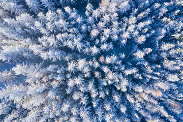 View vertically down on snow-covered treetops in the Untertaunus near Bad Schwalbach / Germany