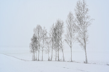 cluster of birches standing on snowy fields