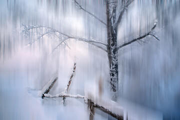 blurred winter landscape view of trees covered with fresh snow