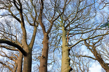 Bald majestic old oak and ash trees in winter