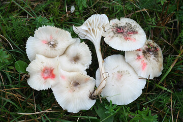 Fototapeta na wymiar Cuphophyllus virgineus f. roseipes, known as the snowy waxcap, wild mushroom from Finland