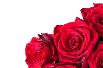 Red Valentine roses isolated on white. Floral gift for Valentines Day.