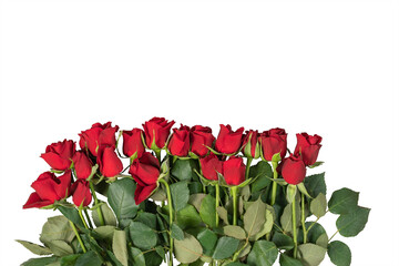 beautiful bouquet of bright red roses isolated on white background