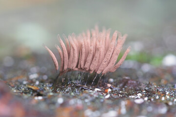 Stemonitis smithii, a tube slime mold from Finland with no common english name