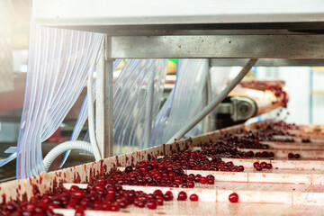 The conveyor transports the cherries processed and prepared for conservation.