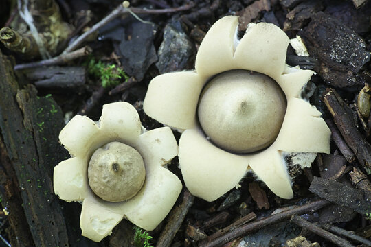 Geastrum fimbriatum, known as the fringed earthstar or the sessile earthstar, wild mushroom from Finland