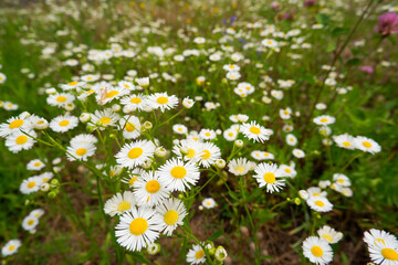 White daisies on a background of green grass on a summer green field