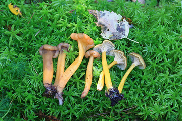 Leotia lubrica, the jelly baby and Craterellus tubaeformis, the yellowfoot, comparing side by side