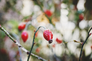 Iced red berries of wild rosehip covered with snow. Winter, hoar frost. Close up, macro.