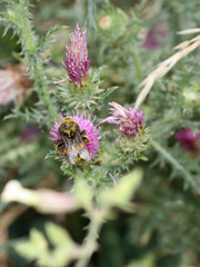 Distel mit Hummel