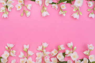 Fototapeta na wymiar Greeting card background, jasmine flowers on a pink background with copy space