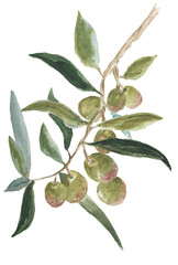watercolor olive branch
