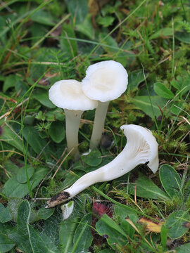 Cuphophyllus virgineus, known as the snowy waxcap, wild mushroom from Finland
