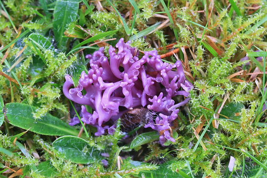 Clavaria zollingeri, also called Clavaria lavandula, commonly known as Violet Coral or the magenta coral, wild fungus from Finland