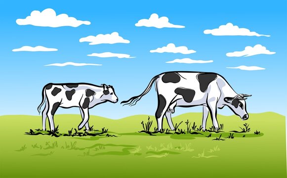 Bright color illustration. Green lawn, blue sky with white clouds. Cow and calf are walking on the grass, grazing. Vector.