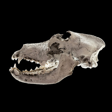 Common dog skull