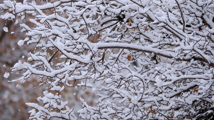 
Branches of trees under the snow. Winter christmas background for web design