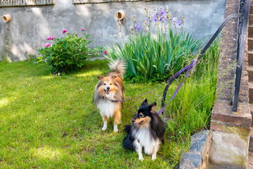 Two shetland sheepdog dogs are standing in garden in front of house.