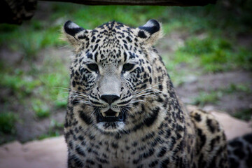 Naklejka premium Leopard in zoo