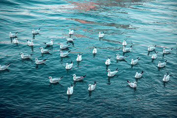 Beautiful shot of seagull birds on the blue water at Dubai Creek, United Arab Emirates, UAE