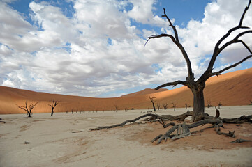 arbres mort désert du sossousvlei Namibie
