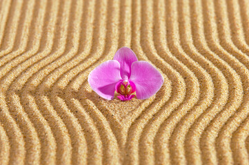 Fototapeta na wymiar Japanese zen garden with orchid flower in textured sand
