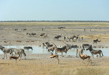 Fototapeta na wymiar antilope au point d'eau namibie
