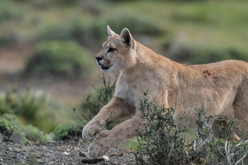 Cougar, or mountain lion.