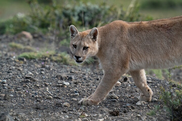 Cougar in the wild