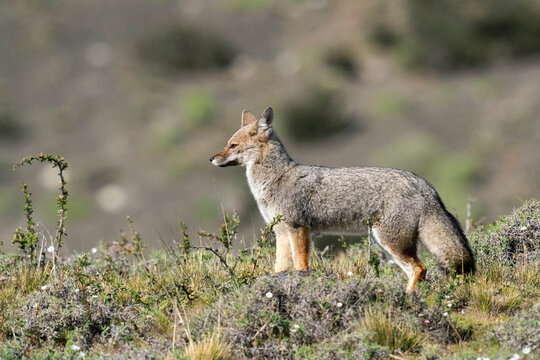 The South American Gray Fox (Lycalopex Griseus)