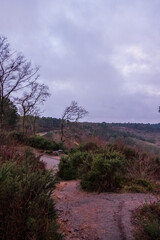 Hindhead Common early morning walk.