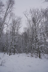 Snow covered forest in winter