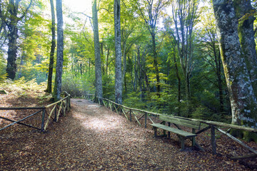 Fototapeta premium Beech Tree Soriano in The Cimino in Viterbo. The woods in autumn. Colors and a beautiful landscape